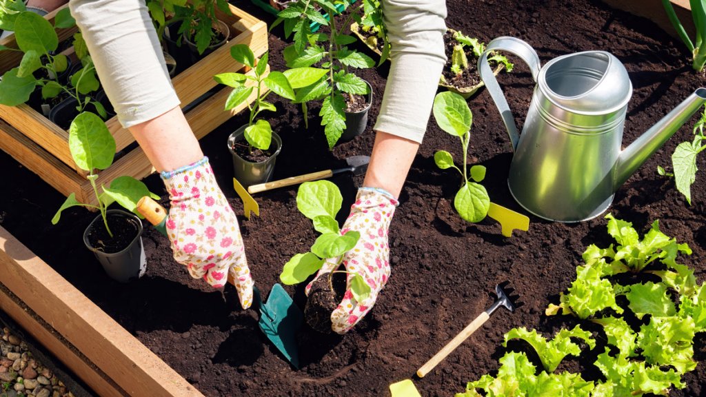 Tips for Taking Seedlings Outside in Surrey